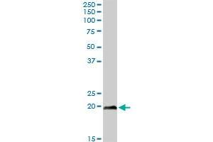 NBL1 MaxPab rabbit polyclonal antibody. (NBL1 抗体  (AA 1-180))