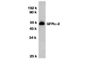 Western Blotting (WB) image for anti-GDNF Family Receptor alpha 2 (GFRA2) (Middle Region) antibody (ABIN1030938) (GFRA2 抗体  (Middle Region))