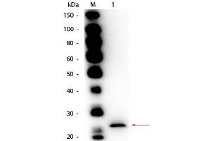 Western Blot of Goat anti-Papain Antibody Biotin Conjugated. (Papain 抗体 (Biotin))
