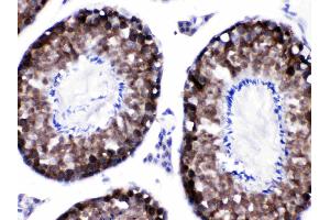 CACYBP was detected in paraffin-embedded sections of mouse testis tissues using rabbit anti- CACYBP Antigen Affinity purified polyclonal antibody (Catalog # ) at 1 µg/mL. (CACYBP 抗体  (N-Term))