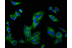 Immunofluorescence (IF) image for anti-Solute Carrier Family 16, Member 12 (Monocarboxylic Acid Transporter 12) (SLC16A12) (AA 431-486) antibody (ABIN7160161)