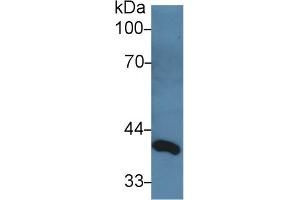 Western Blot; Sample: Rat Serum; Primary Ab: 3µg/ml Rabbit Anti-Rat dLK1 Antibody Second Ab: 0. (DLL1 抗体  (AA 81-311))
