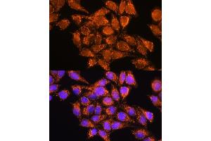 Immunofluorescence (IF) image for anti-Adenosine Monophosphate Deaminase 1 (AMPD1) (AA 50-260) antibody (ABIN1678653)