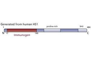 Image no. 4 for anti-Hematopoietic Cell-Specific Lyn Substrate 1 (HCLS1) (AA 17-190) antibody (ABIN968027) (HCLS1 抗体  (AA 17-190))