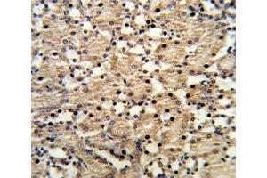 IHC analysis of FFPE mouse kidney stained with PAX8 antibody (PAX8 抗体  (AA 285-313))
