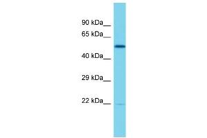 Western Blotting (WB) image for anti-E74-Like Factor 2 (Ets Domain Transcription Factor) (ELF2) (Middle Region) antibody (ABIN2787430)