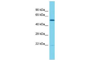 Host: Rabbit  Target Name: Elf2  Sample Tissue: Rat Thymus lysates  Antibody Dilution: 1. (ELF2 抗体  (Middle Region))