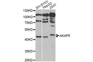 Western blot analysis of extracts of various cell lines, using AKAP5 Antibody.
