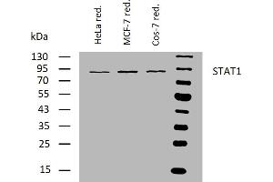 Western blotting analysis of human STAT1 using mouse monoclonal antibody SM1 on lysates of HeLa, MCF-7, and Cos-7 cell lines under reducing conditions. (STAT1 抗体)