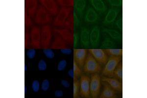 FGFR4 Mouse Monoclonal Antibody staining Hela cells by IF/ICC. (FGFR4 抗体  (Internal Region))