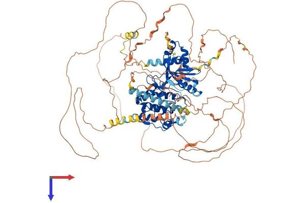 SIK2 Protein (AA 1-931) (His tag)