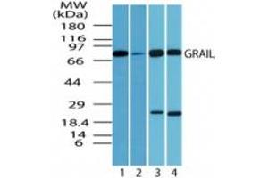 Image no. 3 for anti-Ring Finger Protein 128 (RNF128) (AA 227-253) antibody (ABIN207733) (RNF128 抗体  (AA 227-253))