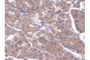 Detection of RGN in Human Stomach Tissue using Polyclonal Antibody to Regucalcin (RGN) (Regucalcin 抗体  (AA 65-299))