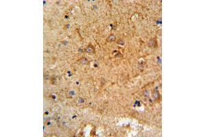 Formalin-fixed and paraffin-embedded human brain tissue reacted with PCSK2 Antibody (N-term), which was peroxidase-conjugated to the secondary antibody, followed by DAB staining. (PCSK2 抗体  (N-Term))