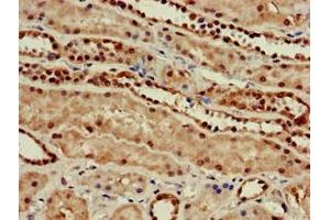 Immunohistochemistry of paraffin-embedded human kidney tissue using ABIN7165618 at dilution of 1:100 (C22orf13 抗体  (AA 1-136))