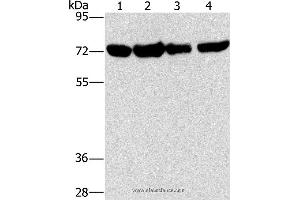 Western blot analysis of A172, hela, hepg2 and 293T cell, using DEPDC1 Polyclonal Antibody at dilution of 1:150 (DEPDC1 抗体)