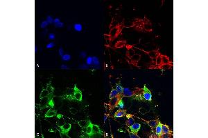 Immunocytochemistry/Immunofluorescence analysis using Mouse Anti-AMIGO-1 Monoclonal Antibody, Clone S86-36 (ABIN1686647). (AMIGO1 抗体  (AA 554-574))