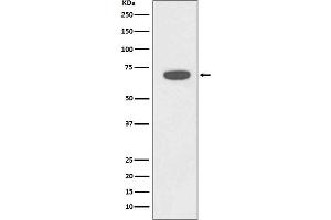 Western blot analysis of RAD18 expression in HeLa cell lysate.