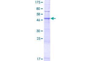 PPAPDC3 Protein (AA 1-271) (GST tag)