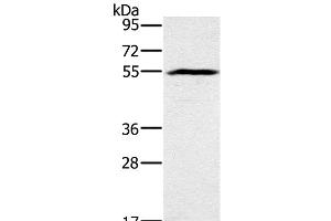Western Blot analysis of Mouse heart tissue using BMP6 Polyclonal Antibody at dilution of 1:500 (BMP6 抗体)