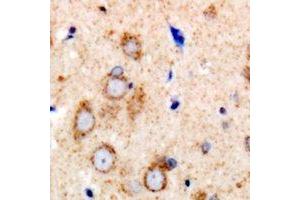 Immunohistochemical analysis of eNOS staining in human brain formalin fixed paraffin embedded tissue section. (ENOS 抗体  (C-Term))