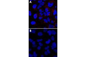 HeLa cells stained with IFITM3 polyclonal antibody , without (A) or with (B) blocking peptide (P0250). (IFITM3 抗体  (N-Term))