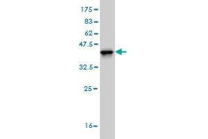Western Blot detection against Immunogen (37. (ARHGAP4 抗体  (AA 881-986))