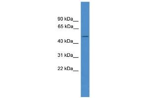 WB Suggested Anti-BSCL2 Antibody Titration:  0. (BSCL2 抗体  (C-Term))