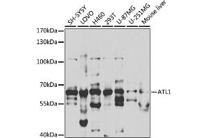 Western blot analysis of extracts of various cell lines, using  antibody (ABIN6129646, ABIN6137275, ABIN6137276 and ABIN6220922) at 1:1000 dilution. (ATL1 抗体  (AA 1-280))