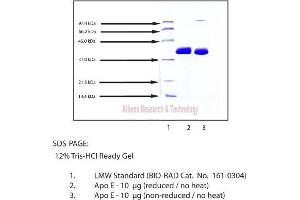 Gel Scan of Apolipoprotein E, Human Plasma  This information is representative of the product ART prepares, but is not lot specific. (APOE 蛋白)
