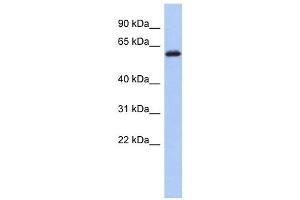 KLHL7 antibody used at 1 ug/ml to detect target protein. (KLHL7 抗体)