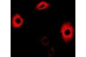 Immunofluorescent analysis of AGAT staining in A549 cells. (GATM 抗体)