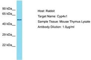 Image no. 1 for anti-Cytochrome P450, Family 4, Subfamily X, Polypeptide 1 (CYP4X1) (AA 401-450) antibody (ABIN6750349)