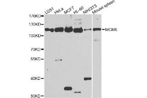Western blot analysis of extracts of various cell lines, using MCM6 antibody. (MCM6 抗体)