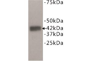 Western Blotting (WB) image for anti-Dual Specificity Phosphatase 5 (DUSP5) antibody (ABIN1854885) (DUSP5 抗体)