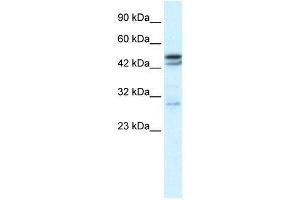 CHRNA3 antibody (70R-10537) used at 0. (CHRNA3 抗体  (N-Term))
