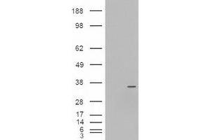 Western Blotting (WB) image for anti-Neurogenin 3 (NEUROG3) (AA 1-214) antibody (ABIN1490611) (Neurogenin 3 抗体  (AA 1-214))