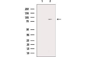 Western blot analysis of lysates from Mouse brain, using TBK1 Mouse Monoclonal Antibody.