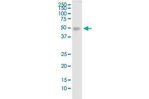 TDO2 MaxPab polyclonal antibody. (TDO2 抗体  (AA 1-406))