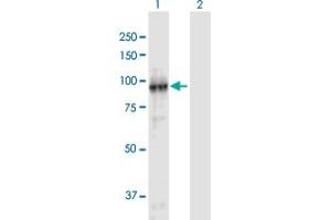 Western Blot analysis of FBXL11 expression in transfected 293T cell line by FBXL11 MaxPab polyclonal antibody. (KDM2A 抗体  (AA 1-782))