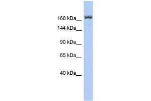 LRRC37A3 antibody used at 1 ug/ml to detect target protein. (LRRC37A3 抗体  (Middle Region))