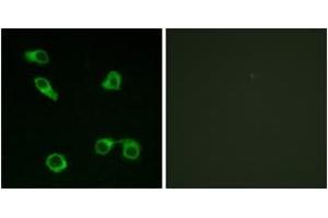 Immunofluorescence analysis of COS7 cells, using PE2R3 Antibody. (PTGER3 抗体  (AA 1-50))