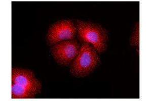 Immunofluorescence (IF) image for anti-Mechanistic Target of Rapamycin (serine/threonine Kinase) (mTOR) antibody (ABIN2665281) (MTOR 抗体)