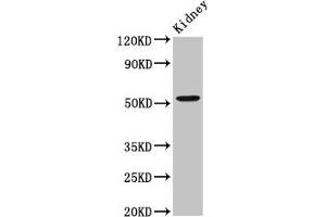 Western Blot Positive WB detected in: Rat kidney tissue All lanes: ZFP36L2 antibody at 2. (ZFP36L2 抗体  (AA 219-321))