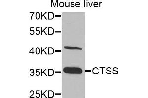 Western blot analysis of extracts of mouse liver cells, using CTSS antibody. (Cathepsin S 抗体)
