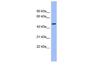 CAMK1G antibody used at 1 ug/ml to detect target protein. (CAMK1G 抗体  (Middle Region))
