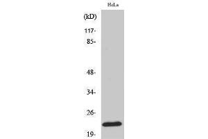 Western Blotting (WB) image for anti-Ribosomal Protein L18 (RPL18) (Internal Region) antibody (ABIN3186770) (RPL18 抗体  (Internal Region))