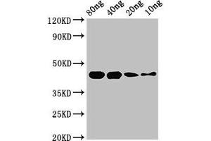 Western Blot Positive WB detected in Recombinant protein All lanes: speB antibody at 2.