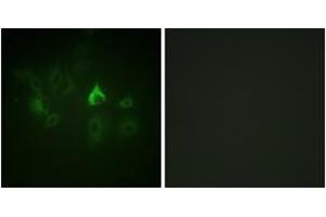 Immunofluorescence (IF) image for anti-BMX Non-Receptor Tyrosine Kinase (BMX) (AA 532-581) antibody (ABIN2888766) (BMX 抗体  (AA 532-581))