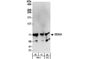 anti-DEAD (Asp-Glu-Ala-Asp) Box Polypeptide 41 (DDX41) (C-Term) antibody